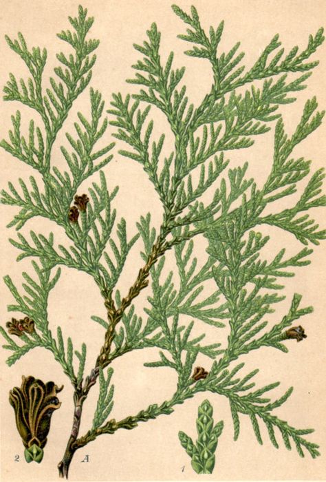 White cedar - vintage botanical print Thuja Plicata, Eastern White Cedar, Northern White Cedar, Thuja Occidentalis, Conifer Trees, Fragrant Plant, Illustration Botanique, White Cedar, Vintage Botanical Prints