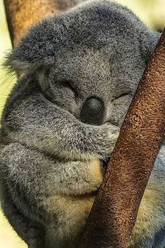 Cut Animals, Baby Animals Pictures, Super Cute Animals, Pretty Animals, Cute Animals Images, Silly Animals, Fluffy Animals, Cute Wild Animals, Cute Animal Photos