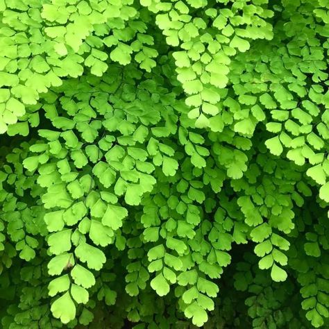 PRICES MAY VARY. Fern Plant Pot, Maidenhair Fern Plant Live, 3.5 Inc Potted, Live Fern Plant, Fern Plant Live, Ready to Plant Full sun One plant kept in good condition Fern Plant Pot, Maidenhair Fern Plant Live, 3.5 Inc Potted, Live Fern Plant, Fern Plant Live, Ready to Plant Plant Patio, Mediterranean Dining, Maidenhair Fern, List Of Flowers, Fern Plant, Big Plants, Green Plants, Plant Pot, How To Grow