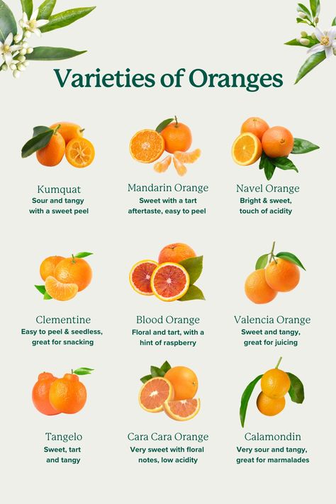 You can get sweet, tangy flavor in your own backyard by growing an orange tree! 🍊 ⏱️ When to plant: Most citrus trees should be planted in early spring. 🌿 How to grow: Most citrus trees prefer well-draining soil and full sun, or 6 to 8 hours of sunlight per day. 🍊 How to get fruit: Most of our citrus trees are self-fertile, but you will get a bigger harvest by planting more than one tree nearby. Growing Orange Trees, Citrus Orchard, Planting Layout, Kumquat Tree, Types Of Oranges, Fruit Orchard, Citrus Tree, Florida Landscaping, Growing Fruit Trees