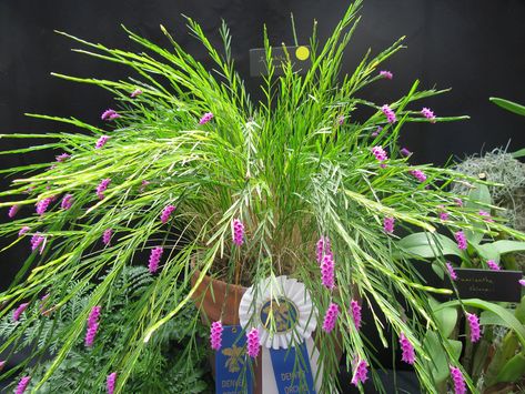 Isochilus linearis – Orquídeas Encanto e paixão Mini Orquideas, Tree Fern, Basket Uses, End Of Winter, New Roots, New Growth, Rare Plants, Hanging Baskets, Central America