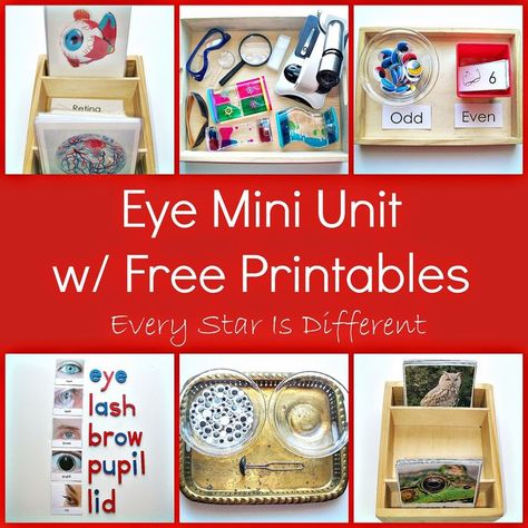 Every Star Is Different: Eye Mini Unit w/ Free Printables Parts Of An Eye, Free Printables For Kids, Body Preschool, Human Body Activities, Eye Study, Unit Studies Homeschool, Community Helpers Preschool, All About Me Preschool, Dramatic Play Preschool