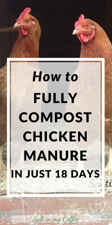 Chicken Manure Compost, Chicken Composting, Happy Chickens, Manure Composting, How To Compost, Chicken Barn, Chicken Manure, Chicken Poop, Portable Chicken Coop