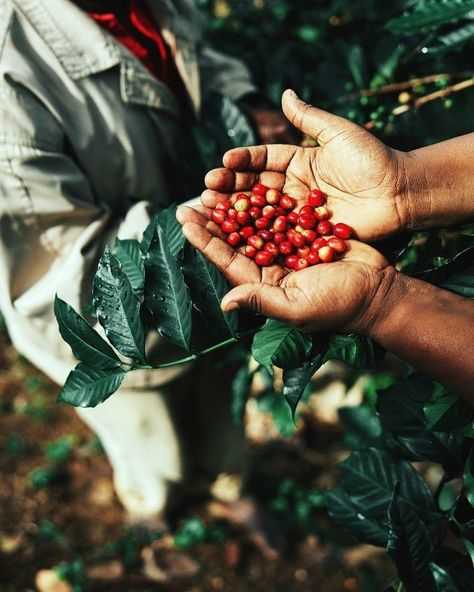 Coffee Plant Photography, Old Town Coffee, Coffee Farming, Brazil Coffee, Cafe Website, Coffee Process, Costa Coffee, Coffee Tattoos, Coffee Roastery