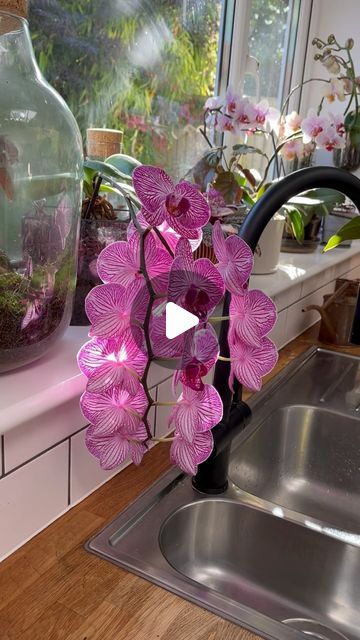 Sarah Gerrard-Jones on Instagram: "Follow this simple guide to know when to water Moth Orchids. You can’t go wrong! 

#orchids #plants #houseplants #orchidlover" Hanging Ideas, Moth Orchid, Moth, Orchids, Canning, Plants, Water, On Instagram, Instagram