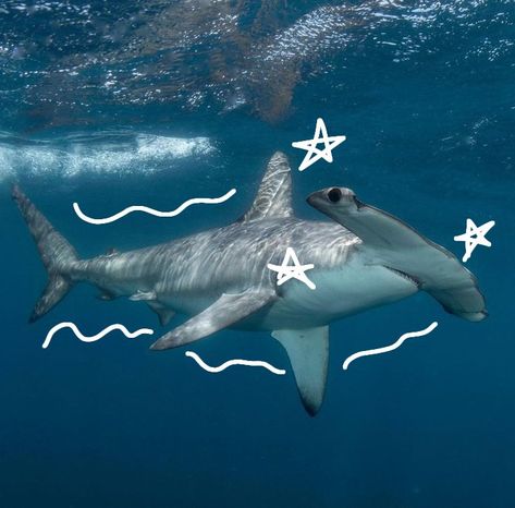 Hammerhead Shark Aesthetic, Hammerhead Shark Pfp, Silly Sea Animals, Cute Shark Picture, Hammerhead Shark Cute, Shark Pfps, Shark Core, Sharks Cute, Silly Shark