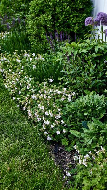 Kaleb Wyse on Instagram: "If you want a full-sun, slightly drought-tolerant ground cover, try this Cranesbill Geranium Biokovo!" Geranium Biokovo, Kaleb Wyse, Cranesbill Geranium, Ground Cover, Drought Tolerant, Summer Garden, Landscaping Ideas, Geraniums, Garden Ideas