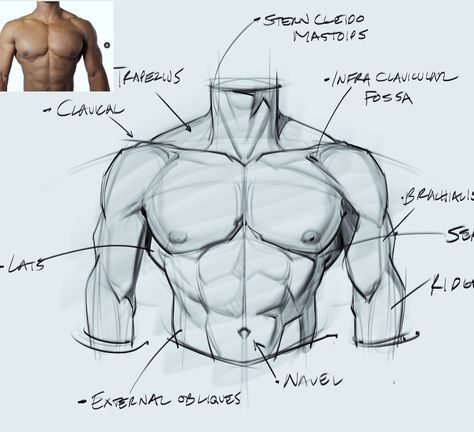 Arms Muscles, Human Anatomy Drawing, Body Sketches, Male Torso, Body Drawing Tutorial, Human Anatomy Art, Anatomy Sketches, Anatomy Poses, Body Reference Drawing