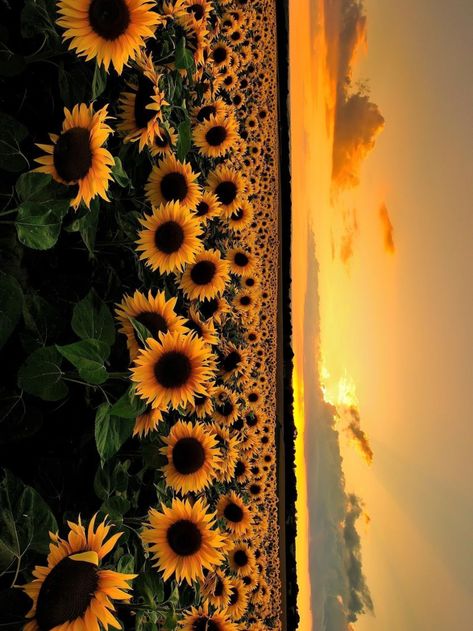 🌼 Sunflower Wallpaper, Small Canvas Art, Small Canvas, Psychology Facts, Wallpaper Pc, Ipad Wallpaper, Aesthetic Wallpapers, Psychology, Sunflower