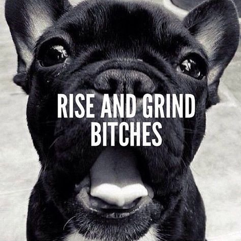 GOOD MORNING!  Are you waiting? Waiting until next Monday? Waiting until you have more time more money a full night's sleep?  Every day is a great day to start with a clean slate and go CRUSH YOUR GOALS!  The difference between who you are and who you want to be is WHAT YOU DO TODAY! Rise And Grind, Rise N Grind, Instagram Graphics, Gym Memes, Gym Humor, Go For It, Bulldog Puppies, Way Of Life, Instagram Pictures