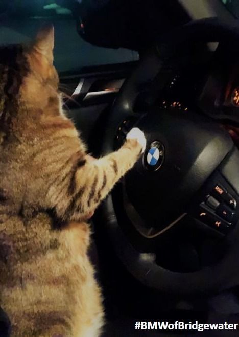 #BMW #Bridgewater #Cats #Bimmer #CarsforSale Cats And Cars, Cat In Car, Funny Cat Pics, Car Cat, Bmw Dealership, Bmw I, Cat Images, Bmw E39, Get Even