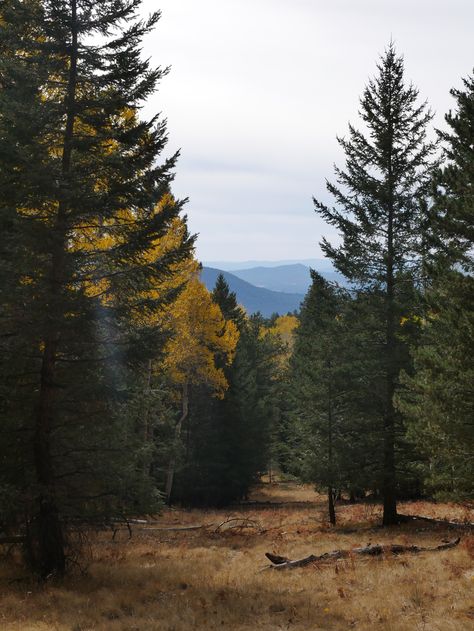 Northern Arizona University Aesthetic, Nau College, Hiking Girl Aesthetic, Fall In Arizona, College Collage, Arizona Aesthetic, Arizona University, Hiking Girl, Hiking Pics