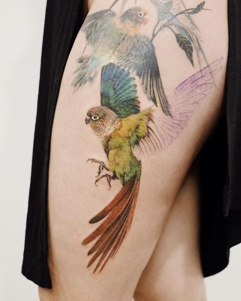 Shirley Liang on Instagram: “Green cheeked conure started on Hellen’s thigh piece! Happened to work out that some of these little guys are from Australia as well so…” Conure Tattoo, Green Cheeked Conure, Conure Bird, Parrot Tattoo, Thigh Piece, Pokemon Tattoo, Fairy Tattoo, Black Ink Tattoos, Ink Sketch