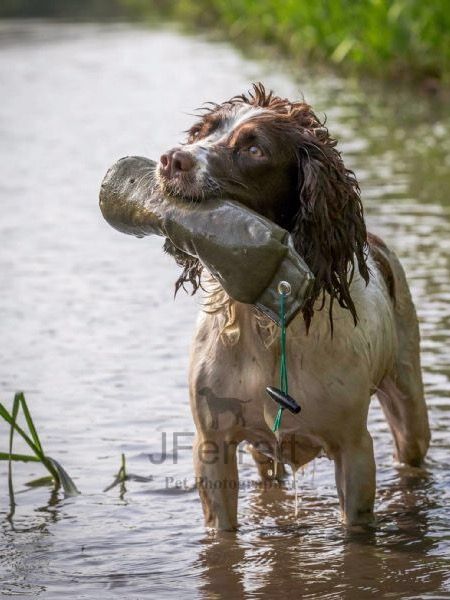 Cocker Spaniel Working, Ferret Photography, Working Springer Spaniel, Working Spaniel, Springer Dog, Springer Spaniel Puppies, Dog Words, Bird Dog, Springer Spaniels