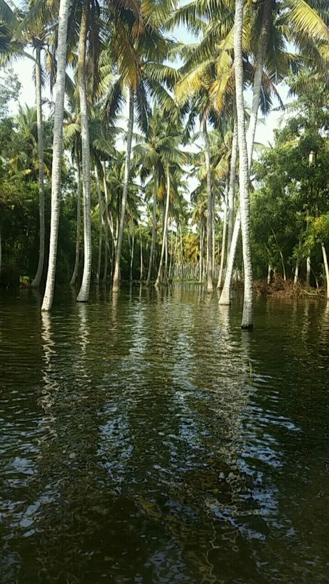 Backwaters. Poovar. Kerala Poovar Island Kerala, Nature Travel, Kerala, Swimming Pool, Swimming Pools, Swimming, Pool, Water, Travel