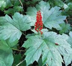 Devil's Club: Sacred Plant of the Northwest — Hearthside Healing Devils Club, Plant Medicine, Sacred Plant, Alpine Plants, Up To The Sky, Different Seasons, Farm Gardens, Medicinal Plants, Red Berries