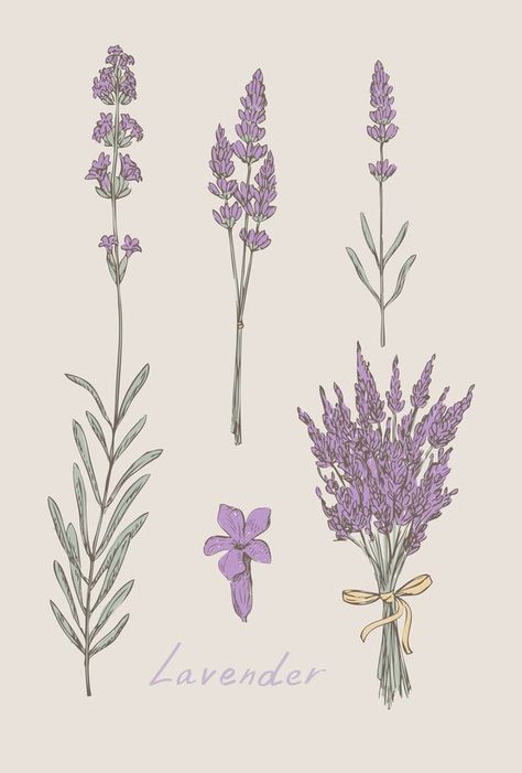 Drawn Lavender, Lavender Tattoos, Lavender Tattoo, Plant Tattoo, Botanical Tattoo, Botanical Drawings, Drawing Set, Lavender Flowers, Botanical Illustration