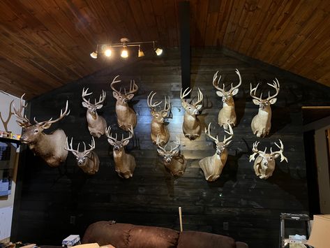 Deer Mount Display, Trophy Rooms Hunting, Taxidermy Shop, Deer Hunting Decor, Taxidermy Wall, Best Wall Colors, Rustic Man Cave, Whitetail Hunting, Deer Trophy