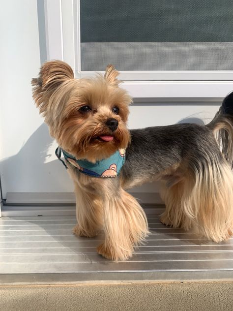 Yorkie Female Haircut, Silky Terrier Haircut, Male Yorkie Hairstyles, Short Yorkie Haircut, Yorkie Puppy Cut, Yorkie Haircut, Yorkie Hair, Yorkie Cuts, Yorkie Hairstyles