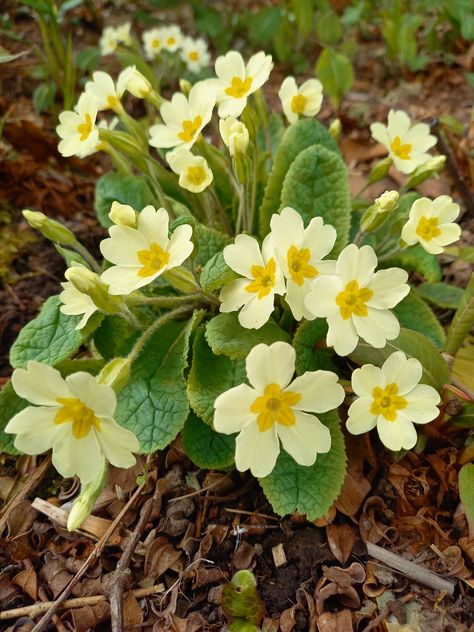 You can always count on Native primrose to provide a colour in the spring Primroses Flower, Primrose Painting, Uk Wildflowers, Magnolia Bed, Prim Rose, Primrose Flowers, Primrose Plant, Plant Reference, Headpiece Art