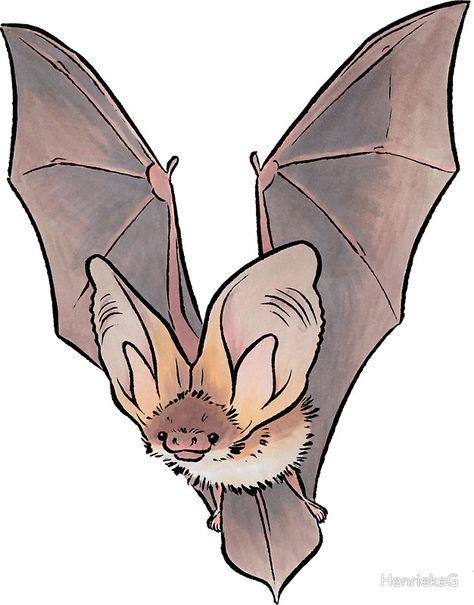 Grey long-eared bat by HenriekeG Kunst Inspo, Bat Art, Bat Tattoo, Cute Bat, Cute Animal Drawings, A Drawing, Creature Art, 귀여운 동물, Pretty Art