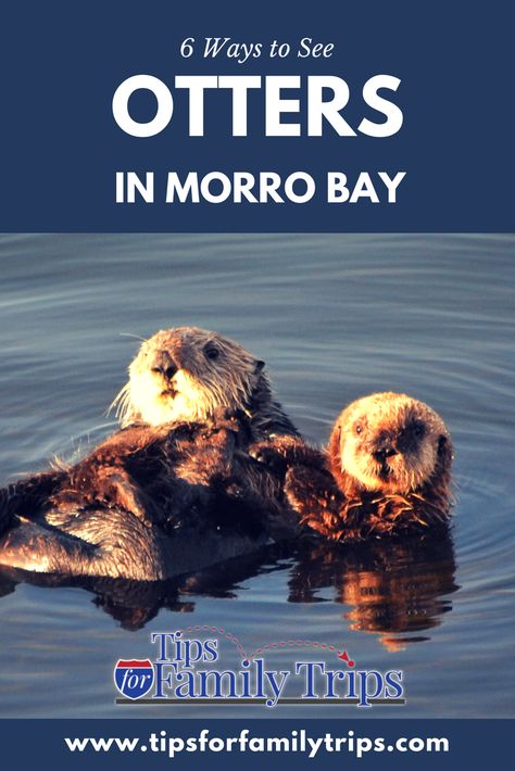 6 ways to see otters in Morro Bay, California. Sea otters and other wildlife are easy to spot in this fishing village on the Central Coast. Get tips for the best places and times to see otters in Morro Bay | tipsforfamilytrips | #ad #MorroBay #California #otters #travel #springbreak #vacationideas #tipsforfamilytrips Morro Bay California, California With Kids, Cruise Europe, Sea Otters, California Destinations, California Vacation, Central California, Pacific Coast Highway, Family Travel Destinations