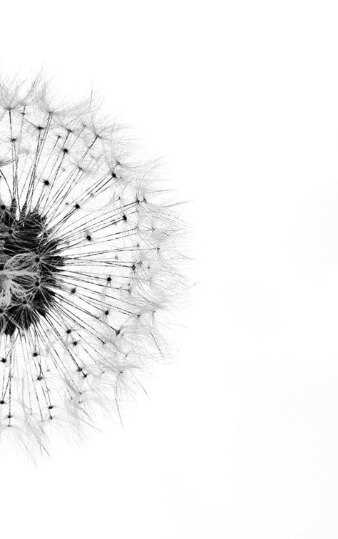 Line Art Dandelion, Xray Flower, Tag Games, Fav Flower, Hello Moto, Wallpaper Crafts, White Dandelion, Flower Line Drawings, Nature Art Drawings