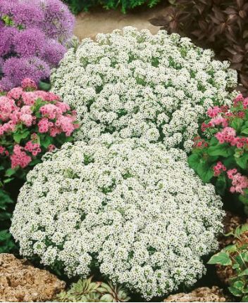 Sweet alyssum, for my front garden border! Smells like honey! Alyssum Flowers, Sweet Alyssum, Small Front Gardens, Fall Container Gardens, Succulent Gardens, Fragrant Plant, Bonsai Plants, Garden Borders, Fragrant Flowers