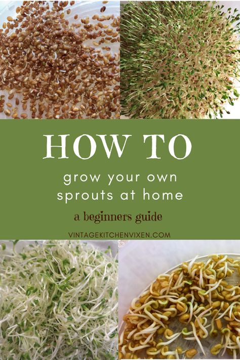 Gardening Kit Gift, How To Grow Sprouts, Grow Sprouts, Microgreens Garden, Microgreens Recipe, Growing Sprouts, Homegrown Food, Alfalfa Sprouts, Growing Microgreens