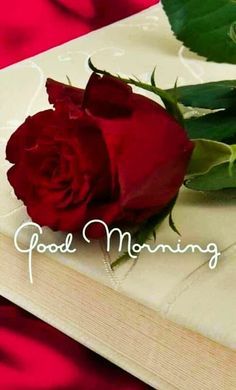 Gif Photos, Haidar Ali, Good Morning Hd, Very Good Morning Images, Picture Comprehension, Good Morning Pics, Good Morning Flowers Rose, Good Morning Coffee Gif, Beautiful Good Morning