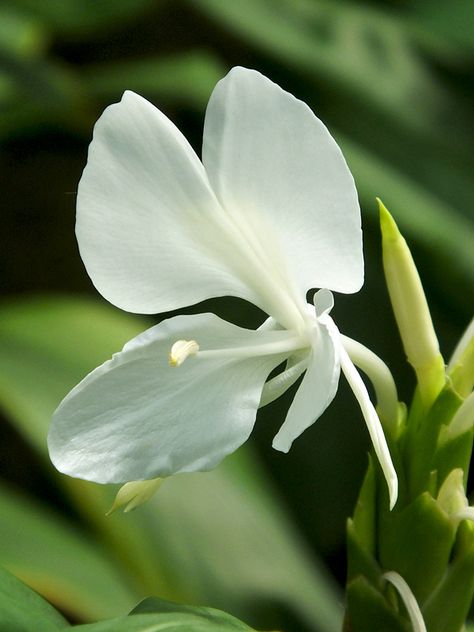 #Hedychium #coronarium Hedychium Coronarium Tattoo, Hedychium Coronarium, Happy Wedding Anniversary Wishes, Ginger Flower, Rose Crafts, Wedding Anniversary Wishes, Plants Ideas, Container Gardens, Floral Inspiration