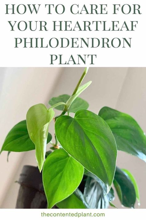 how to care for your heartleaf philodendron plant-pin image Heartleaf Philodendron, Philodendron Care, Philodendron Scandens, Heart Leaf Philodendron, Tropical House Plants, Philodendron Plant, Green Tips, Pothos Plant, House Plant Care