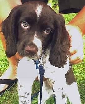 Springer Puppies, Getting A New Puppy, White Cocker Spaniel, Cocker Spaniel Rescue, Cute Puppy Names, Beautiful Pets, Beautiful Puppies, Hound Dogs, Puppy Proofing