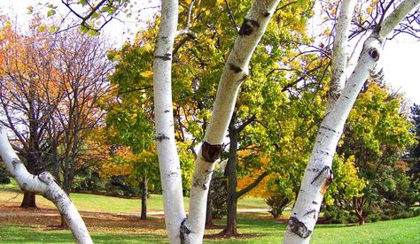 Trimming Birch Trees: When, How & DIY tips River Birch Trees, Seattle Neighborhoods, River Birch, White Birch Trees, Tree Service, Tree Trimming, Silver Birch, Birch Trees, Diy Tips