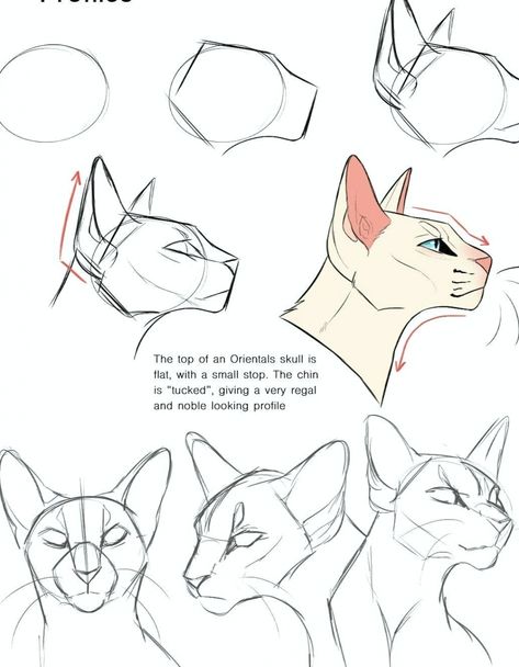 how to draw roses #art Cat Drawing Tutorial, Cats Art Drawing, Cat Anatomy, Warrior Cat Drawings, Drawing Eyes, Cat Tattoos, Cat Sketch, Warrior Cats Art, Drawing Faces