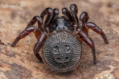 3,916 mentions J’aime, 64 commentaires - @macro_turkey sur Instagram : « Date : 05.02. 2019 🍃🍁Macro of the day🍁🍃 • 👇Today's featured photo is by 👇 ✨@shikheigoh✨ 👏🎉👏… » Cool Bug Facts, Trapdoor Spider, Cool Spiders, Bug Facts, Spider Eggs, Congratulations Photos, Real Spiders, Crazy Nature, Large Spiders