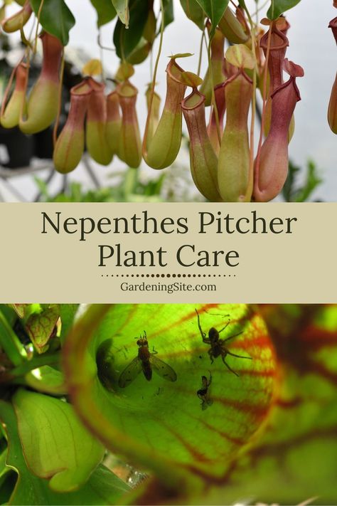 pitcher plants, nepenthes, nepenthes pitcher plant, nepenthes pitcher plant care, growing pitcher plants Nepenthes Alata, House Plants Decor Indoor, Nepenthes Pitcher Plant, Pitcher Plant Care, Gnats In House Plants, Cat Safe House Plants, Carnivore Plants, Pet Friendly House Plants, Safe House Plants