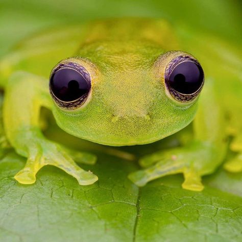 Glass frog,  photo by Peter Grob Mushroom Meaning, Frog Photography, Frog Photo, River Turtle, Tortoise Beetle, West Sumatra, Mount Etna, Creepy Spider, Glass Frog