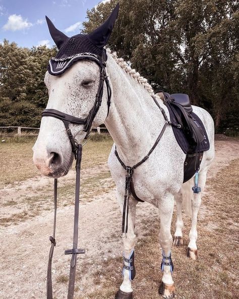 Fleabitten Grey Horse Jumping, Fleabitten Grey Horse, Fleabitten Horse, English Horses, Grey Horses, Horse Riding Outfit, Show Jumping Horses, Equestrian Aesthetic, Beautiful Horse Pictures