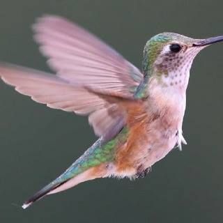 humming bird . . Motorized Kayak, Ghillie Suits, Ghillie Suit, Hummingbird Pictures, Beautiful Tattoo, Humming Bird, Suits For Sale, Pretty Birds, Colorful Birds