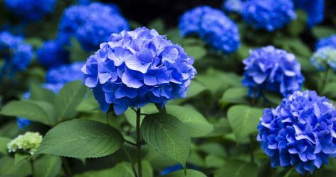 Hydrangeas Blue, Common Garden Plants, Ant Infestation, Big Leaf Hydrangea, Bigleaf Hydrangea, Pink Hydrangeas, Hydrangea Bloom, Monty Don, Sensitive Plant