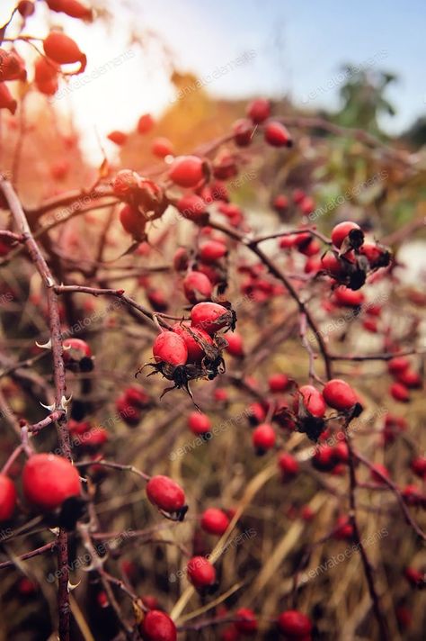 Beauty Berry, Bright Brown, Berry Branch, Garden Grass, Autumn Background, Autumn Rose, Healthy Herbs, Outdoor Park, Grasses Garden