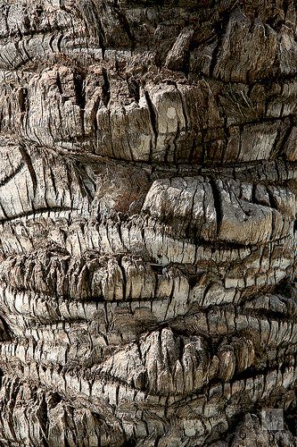 Palm tree trunk, San Antonio, Ibiza, Spain Tree Trunk Ideas, Palm Tree Trunk, Tree Trunk Drawing, Palm Tree Wood, San Antonio Ibiza, Trunk Ideas, Birch Tree Wallpaper, Scandinavian Christmas Trees, Earthy Textures