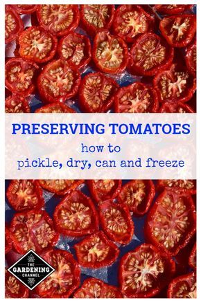 Preserve your home tomato harvest to enjoy your fresh, homegrown tomatoes all year long. #gardeningchannel #growingtomatoes #tomatogardening How To Preserve Tomatoes, Preserve Tomatoes, Tomato Harvest, Preserving Tomatoes, Growing Tomatoes From Seed, Preserve Food, Freeze Drying Food, Garden Harvest, Dehydrated Food