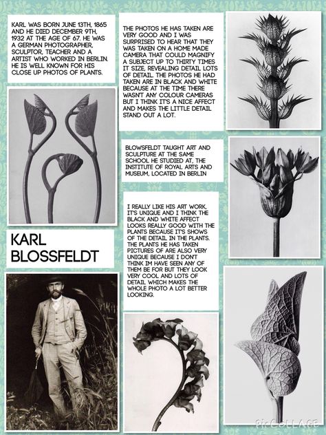 Karl blossfeldt Karl Blossfeldt Drawing, Karl Blossfeldt Gcse Art, Karl Blossfeldt Artist Research Page, Karl Blossfeldt Sketchbook Gcse Art, Blossfeldt Photography, Herb Photography, Artist Research Page, Gcse Sketchbook, Karl Blossfeldt