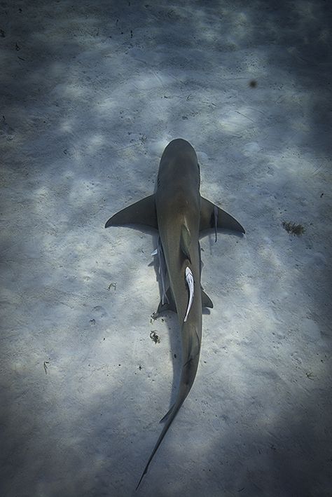 shark! Great White Shark From Above, Shark From Above, Fish From Above, Lemon Shark, Shark Facts, Shark Pictures, Shark Bait, Salt Water Fish, Visual Narrative