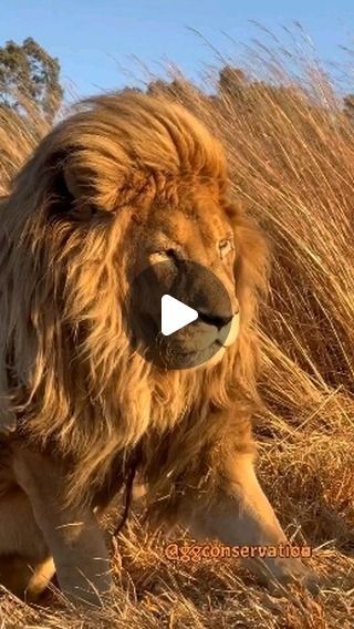 Lion Videos King, Lion King Video, Caracal Cat, Lion Of Judah Jesus, Wild Lion, Cute Video, Male Lion, Cute Lion, Dark Phone Wallpapers