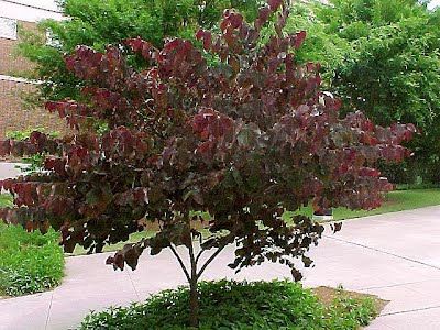 Cercis canadensis 'Forest Pansy' I would like to use the gorgeous tree along the front verandah. This would be planted on either end.(See the photo of this trees spring blossom) Forest Pansy Redbud, Forest Pansy, Redbud Trees, Small Ornamental Trees, Cercis Canadensis, Ideas For Small Yards, Tree Miniature, Backyard Ideas For Small Yards, Small Yards