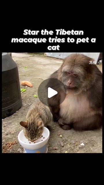 World of Cats on Instagram: "Follow Fore More 🐾 . . . . #cat #cats #catsofusa #catsofinstagram #catstagram #catlover #petstagram #pets #reels" Best Cat Gifs, Animal Fun, Dog Essentials, Raining Cats And Dogs, Cute Cat Gif, Pet Stuff, Cat Stuff, Animal Friends, Animal Videos