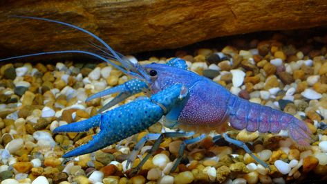 Blue Crayfish Aquarium, Colorful Freshwater Aquarium Fish, Freshwater Aquascape, Glofish Tank, Freshwater Lobster, Shrimp Tanks, Greenhouse Cabinet, Animals List, Amazing Aquariums